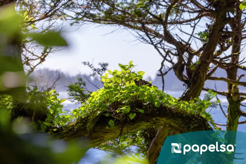 Hojas verdes sobre el océano, símbolo de biodiversidad y sostenibilidad ambiental.