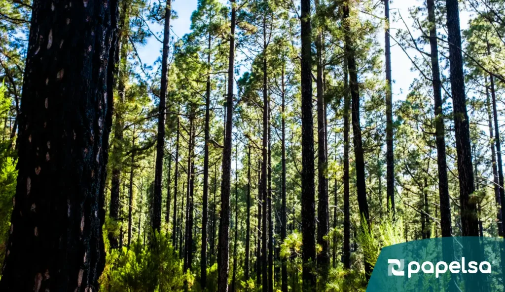 Bosque de pinos altos, representación visual del compromiso ambiental y conservación de ecosistemas en la estrategia de sostenibilidad empresarial.