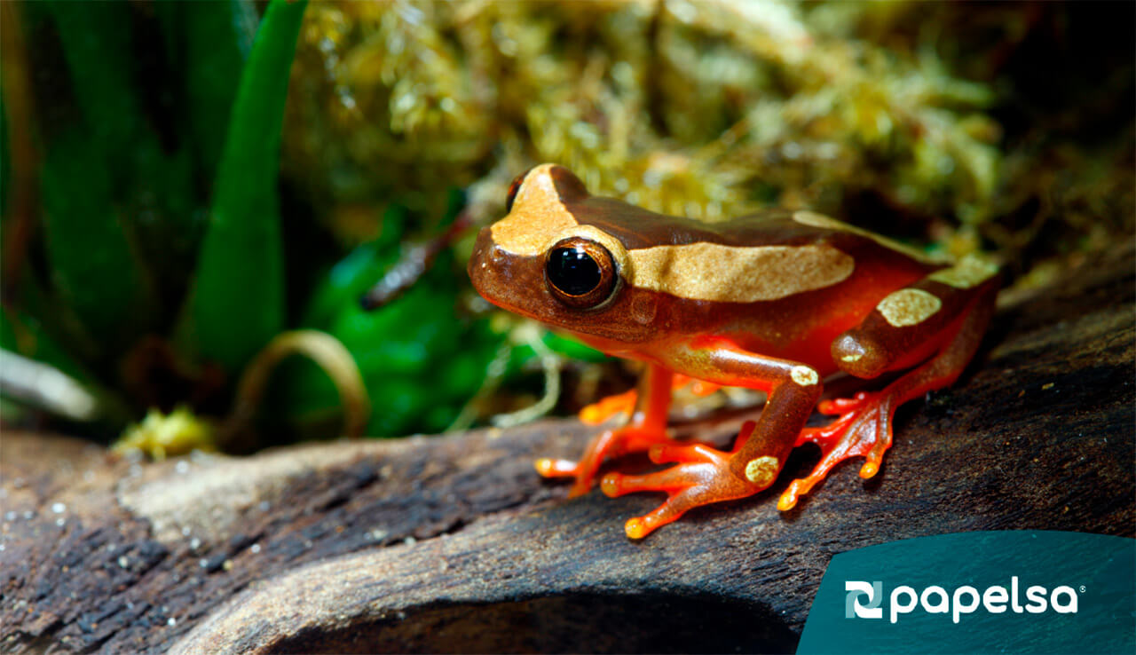 Imagen de rana en bosque natural.