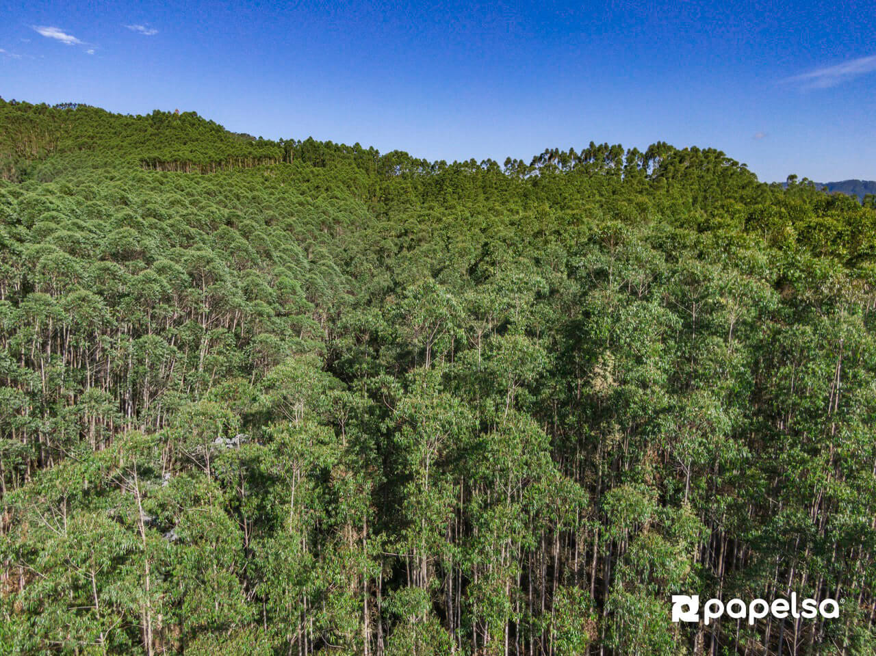 Plantación forestal de eucalipto cultivada para la producción de cartón corrugado.